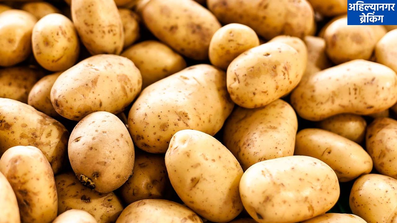 अहिल्यानगरच्या भाजीपाला मार्केटमध्ये बटाट्याची सर्वाधिक आवक, प्रतिक्विंटल ९०० ते २१०० रुपयांपर्यंत मिळाला भाव