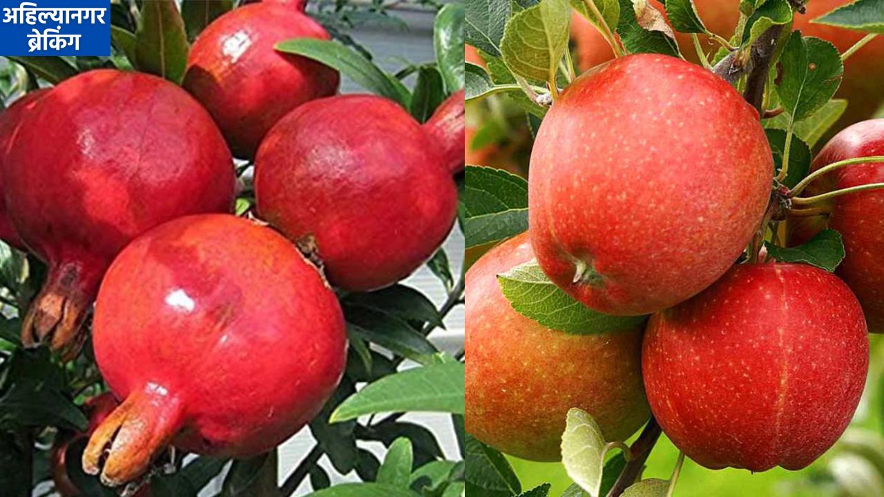 अहिल्यानगरच्या मार्केट यार्डात ५३५ क्विंटल फळांची आवक, डाळिंबांसह सफरचंदाला प्रतिक्विंटल १६ हजार रुपयांपर्यंत भाव