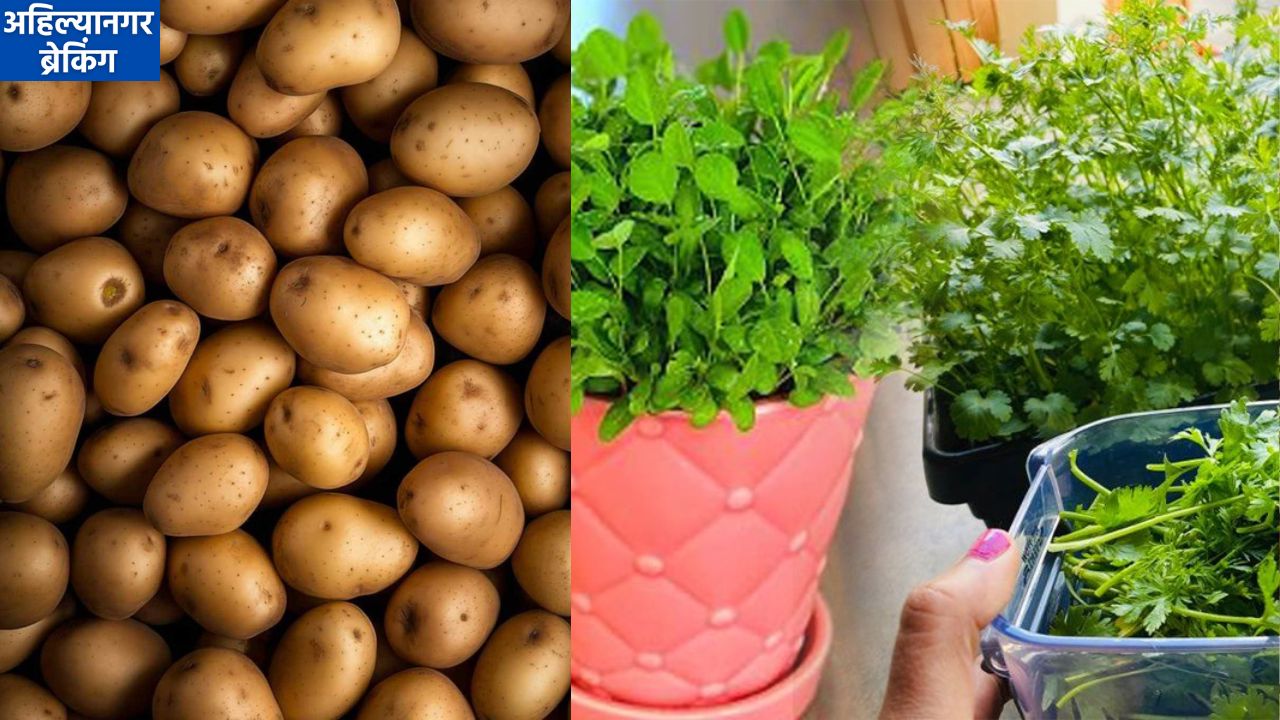 अहिल्यानगरच्या भाजीपाला बाजारात बटाट्याची सर्वाधिक आवक, मेथीसह कोथिंबिरीच्या जुडीला १२ रुपयांपर्यंत भाव