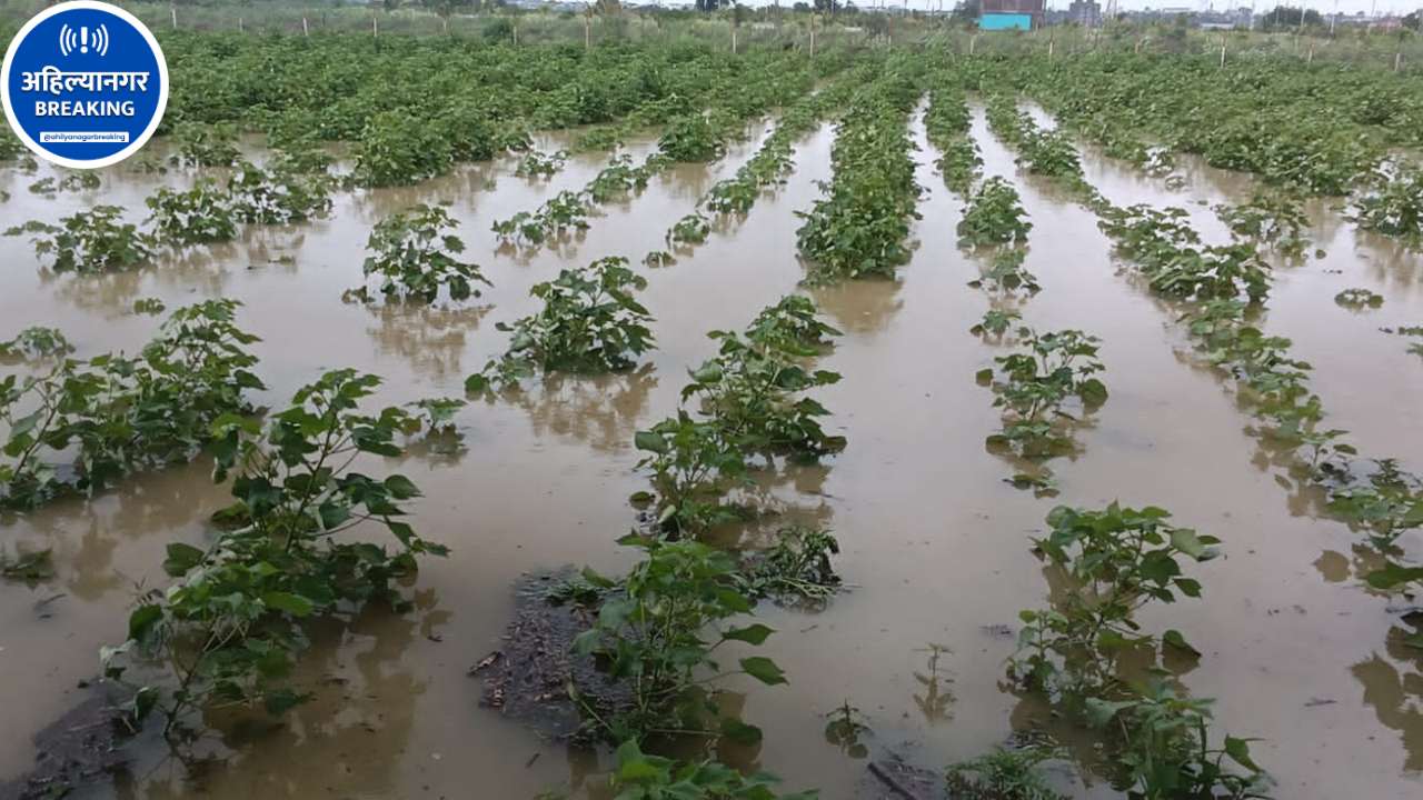 Ahilyanagar News: शेवगावात 74 टक्के पेरणी पूर्ण, पावसाअभावी पिके धोक्यात