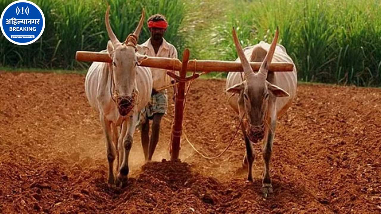 Ahilyanagar Loan Waiver: 1.92 लाख शेतकऱ्यांना दिलासा; 1,200 कोटींचा लाभ मिळणार?