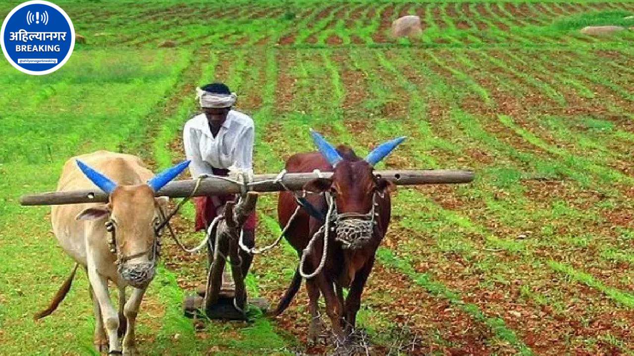 Ahilyanagar Rain Update: पावसाची दडी, बाजरी-मूग-उडीद पेरणी 25 टक्क्यांच्या आत